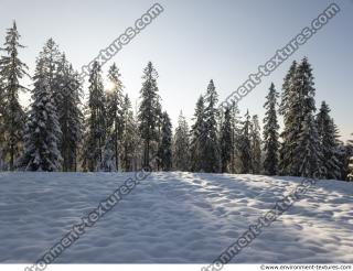 background forest winter 0019